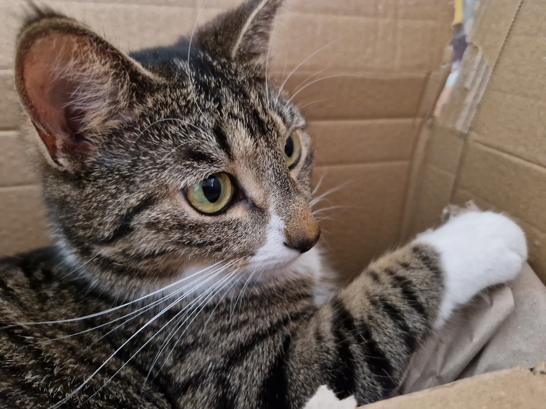 Lilo, de kat van Stella, zit in een kartonnen doos